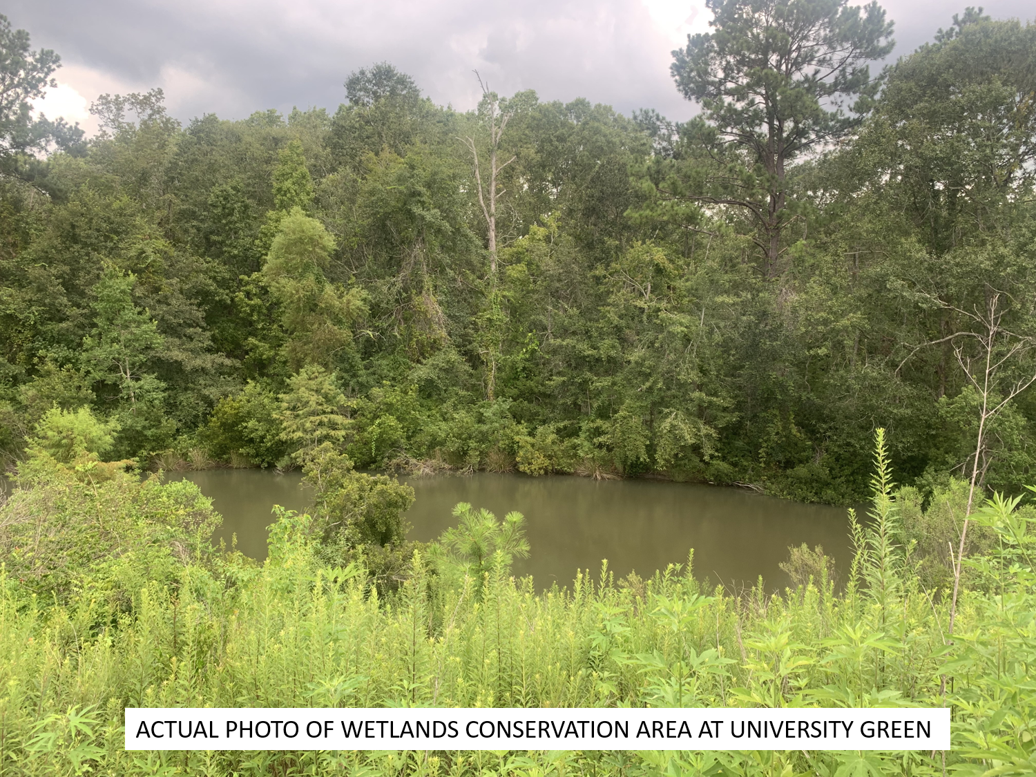 WETLANDS